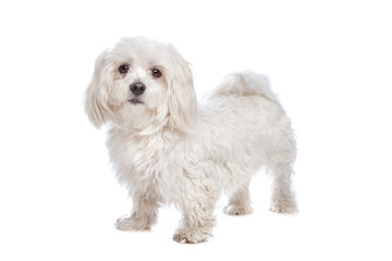 Maltese dog