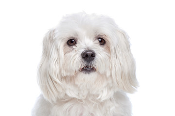 Maltese dog