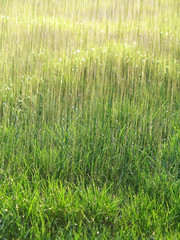 rain and wet grass - background