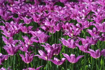 Obraz na płótnie Canvas pole fioletowe tulipany