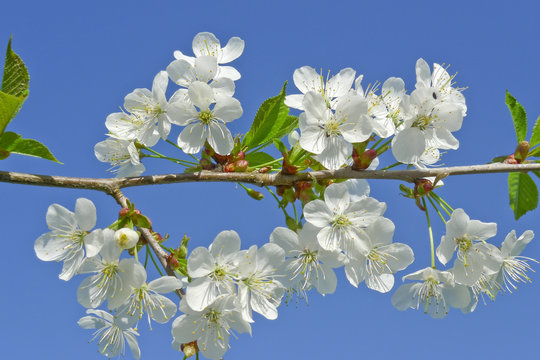 spring cherry flowers and blue sky