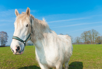 Fototapeta premium horse in meadow