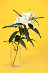 white lily in vase over yellow