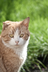 Naklejka na ściany i meble Red cat with a broken ear on the grass