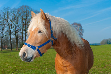 horse in meadow
