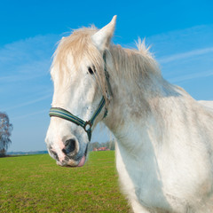 Obraz premium horse in meadow