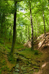 creek in the woods in spring