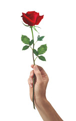 red rose flower in hand men isolated on a white background