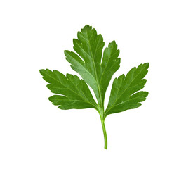 fresh leaf herb parsley isolated on white