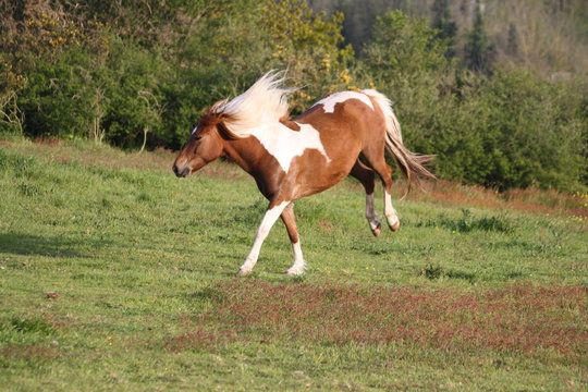Ruade