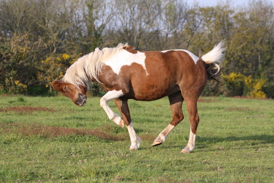Saut de joie d'un cheval