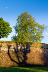Ombra sulle mura - Lucca