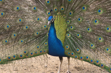 Obraz premium Portrait of beautiful peacock with feathers out