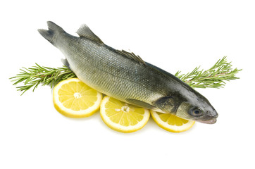 sea bass