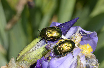 Rose chafer (cetonia aurata)  background color of iris