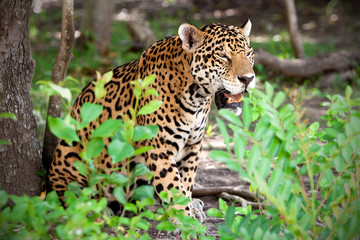 Fototapeta na wymiar Jaguar przyrody parku Jucatan w Meksyku
