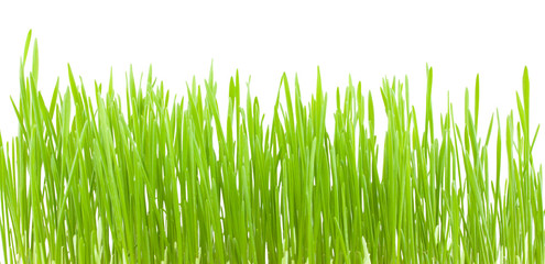 Fototapeta premium Green grass.