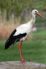 White stork - ciconia