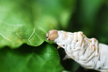 Naklejka premium Bombyx mori