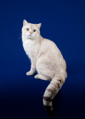 Young scotish straight kitten on dark blue background