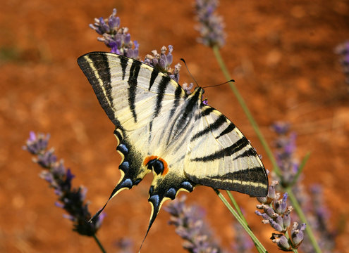 farfalla monarca