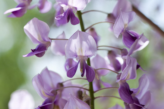 wisteria