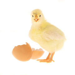 Küken mit Eierschale