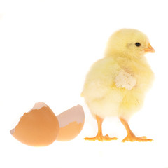 Küken mit Eierschale