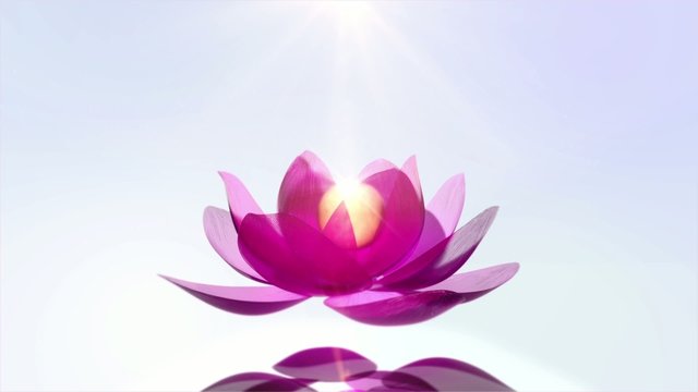 Beautiful Lotus Blossom