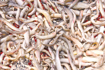 Dried fish