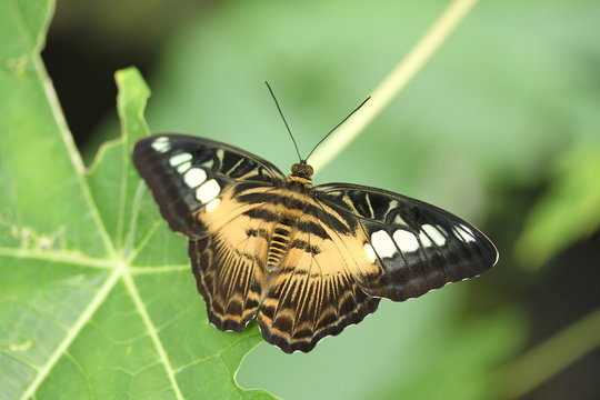 Butterfly, clipper, Parthenos sylvia