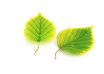 Two autumn leaves of birch