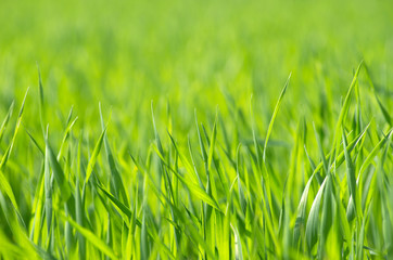 green grass