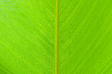 Texture of a green leaf as background