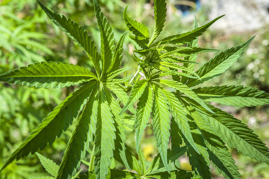 Cannabis leafs