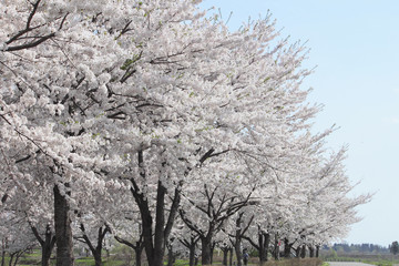 青空と満開の桜
