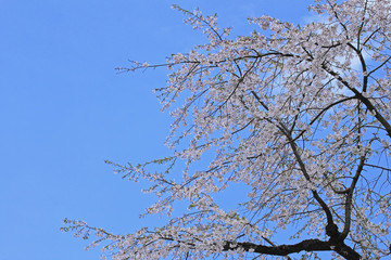 青空と満開の桜
