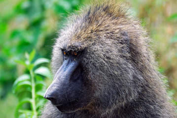 Baboon