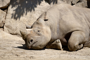 Obraz premium 寝ているサイ