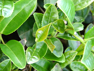 close-up green tea leaf In the tea field