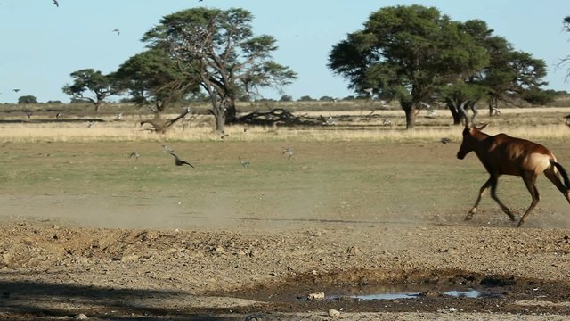 Red hartebeest and Cape turtle doves, Kalahari, South Africa