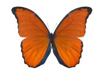 Fototapeta premium isolated on white orange butterfly