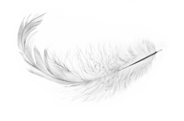 single isolated chick feather