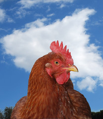 hen with sky  background