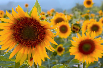 Fototapeta premium Sunflowers