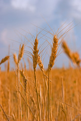 golden wheat