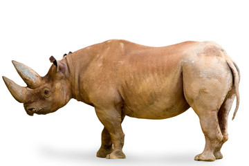 Fototapeta premium Rhinoceros isolated on white