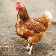 Closeup of a hen in a farmyard (Gallus gallus domesticus)