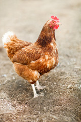 Closeup of a hen in a farmyard (Gallus gallus domesticus)