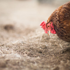 Closeup of a hen in a farmyard (Gallus gallus domesticus)